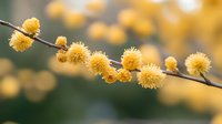 Yellow fluffy acacia or mimosa branch with delicate spring blossoms against soft blurred background, macro nature photography for seasonal design.