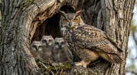 Great horned owl family with three fluffy owlets nestled in tree hollow cavity. Mother owl watches protectively over young chicks in natural woodland habitat.