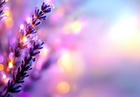 Delicate lavender flower against dreamy purple and pink bokeh background creates magical atmosphere for wellness, spa, and relaxation designs.