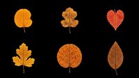 Autumn leaves collection isolated on transparent background, ready for t-shirt design, clipart, stickers, sublimation and print-on-demand projects.