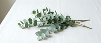 Eucalyptus branches with silvery-green foliage arranged on white surface, suitable for floral design, wedding decoration, botanical styling, and natural home decor projects.