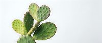 Green prickly pear cactus pads with spines on clean white background, isolated succulent plant for botanical design and natural decoration projects.