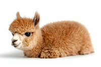 Adorable baby alpaca with light brown fluffy fur lying down on white background, isolated studio shot showing gentle expression and soft texture of young camelid.
