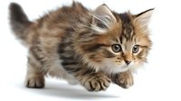 Playful brown tabby kitten with fluffy fur crouching in hunting position on white background, isolated studio shot for pet and animal design projects.