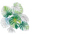 Tropical monstera leaves in green tones with line art style isolated on white background for botanical design and decoration projects.