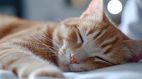 Peaceful ginger cat sleeping on soft gray bedding, close-up portrait showing relaxed expression and gentle features in natural light, creating cozy home atmosphere.