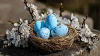 Speckled blue Easter eggs in natural bird nest surrounded by delicate white spring blossoms, creating seasonal holiday decoration on dark surface.