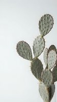 Prickly pear cactus plant in glass vase against neutral background for modern home decor and botanical interior design concepts.