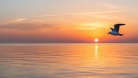 Seagull flying over calm ocean water during golden sunset with warm orange and pink sky colors reflecting on peaceful sea surface creating serene coastal scene.