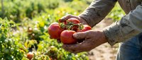 Farmer hands holding fresh ripe red tomatoes in sunny garden. Organic vegetable harvest from homegrown plants. Agricultural worker gathering produce outdoors.