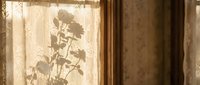 Sunflower plant shadow cast on vintage lace curtain creating romantic silhouette effect in warm golden sunlight through window interior design.