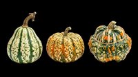 Three decorative autumn gourds with green, orange, and cream speckled patterns, isolated on transparent background. Great for fall clipart, stickers, t-shirt design, and print on demand.