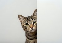 Tabby cat peeking around white corner with curious expression, isolated on white background for design, advertising, and marketing projects.