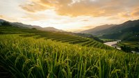 Terraced rice fields at golden hour with lush green crops stretching across mountain valley landscape under dramatic sunset sky creating agricultural paradise.