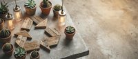 Rustic wooden arrow signs and potted cacti with succulents on concrete surface, warm Edison bulb lighting, copy space for text.