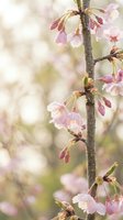 Delicate pink cherry blossoms on branch with soft bokeh background creating dreamy spring atmosphere for seasonal marketing and nature photography.
