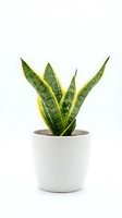 Snake plant in white ceramic pot isolated on white background for home decor and interior design projects.