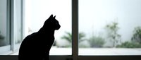 Black cat silhouette sitting by window looking outside on bright day. Domestic pet contemplating nature view from indoor home setting.