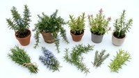 Rosemary plants in terracotta pots and fresh herb bundles on white background, aromatic Mediterranean culinary herb collection for cooking and gardening.