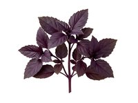 Dark purple basil plant with deep burgundy foliage isolated on white background, ready for culinary, botanical, and design applications.