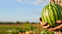 Farmer holding fresh ripe watermelon in hands at agricultural field during harvest season outdoors.