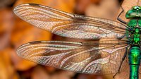 Green dragonfly with transparent wings showing detailed vein patterns resting on autumn leaves background for nature and insect photography projects.