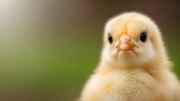 Adorable yellow baby chick with fluffy feathers looking directly at camera against soft blurred green background for spring farm poultry concepts.