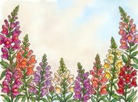 Watercolor snapdragon flowers in pink, purple, orange and red blooming against a soft pastel sky background with copy space.