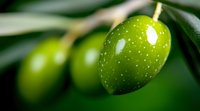Fresh green olive on branch with blurred background, macro photography showing detailed texture and natural shine of unripe olive fruit growing in orchard.