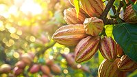 Fresh cacao pods growing on tree branch with sunlight bokeh background, showing ripe striped fruits among green leaves, natural organic chocolate source.