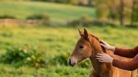 Young brown horse being petted by handler in rural pasture setting, suitable for equestrian, animal care, and farm lifestyle content.