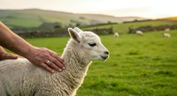 Farmer's hand gently touching young white lamb in lush green pasture landscape, depicting rural agriculture and animal husbandry care.