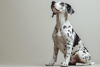 Great Dane puppy with black and white spotted coat sitting against neutral background, looking up with alert expression and proud posture.