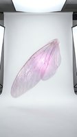 Translucent pink fairy wing with delicate veining on white studio background for fantasy design projects and magical themed artwork.