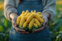 Farmer in denim overalls holding freshly harvested yellow corn cobs in cupped hands against blurred cornfield background during golden hour sunset light.