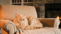 Fluffy orange Persian cat relaxing on beige armchair by warm fireplace creating cozy home atmosphere for pet care and comfort lifestyle content.