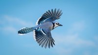 Blue jay bird flying with spread wings against clear blue sky showing detailed feathers and natural flight motion for wildlife photography projects.