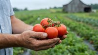 Farmer holding fresh ripe red tomatoes in cupped hands at organic farm with green crops and barn in background during harvest season.