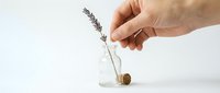 Hand placing dried lavender stem into clear glass vial with water and snail shell on white background for wellness, aromatherapy, and natural decoration concepts.