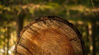 Cross-section of tree trunk showing annual growth rings and natural wood grain texture in warm brown tones with blurred forest background.