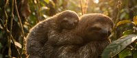 Two adorable baby sloths cuddling together on tree branch in tropical rainforest with warm golden sunlight filtering through lush green foliage.
