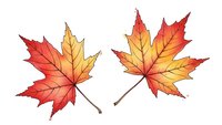 Two vibrant autumn maple leaves with red, orange and yellow gradient colors isolated on white background for seasonal design projects.