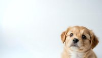 Adorable golden retriever puppy with fluffy fur looking up curiously against clean white background, isolated for pet care and animal lover designs.