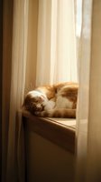 Ginger and white cat relaxing on sunny windowsill behind sheer curtains, enjoying warm natural light streaming through window for pet lifestyle and home comfort concepts.