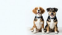 Two adorable mixed breed dogs sitting together on white background, wearing collars and looking happy with tongues out for pet care concepts.