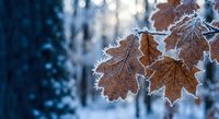 Frost-covered autumn leaves hanging on branch in winter forest with blurred snowy background creating seasonal transition scene for nature photography.