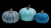 Three blue teal pumpkins isolated on transparent background, ready for fall harvest designs, stickers, t-shirts, sublimation, print on demand, and seasonal clipart.