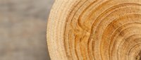 Cross-section of tree trunk showing annual growth rings in warm golden tones, suitable for forestry, environmental, and educational materials.