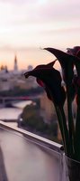 Dark burgundy calla lilies silhouetted against urban sunset skyline, with soft pink and orange sky creating dramatic contrast between flowers and cityscape background.
