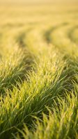 Fresh green grass field with soft golden sunlight creating warm bokeh background for natural outdoor design projects.